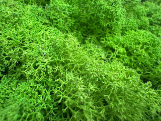 Moss texture · Material reference