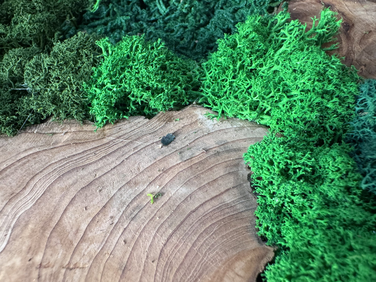 Natural moss and wood texture — material reference