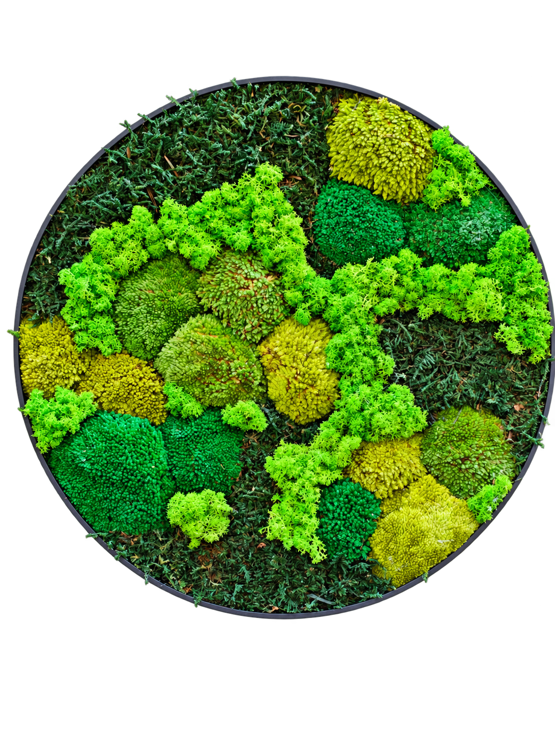 Green Moss Circle