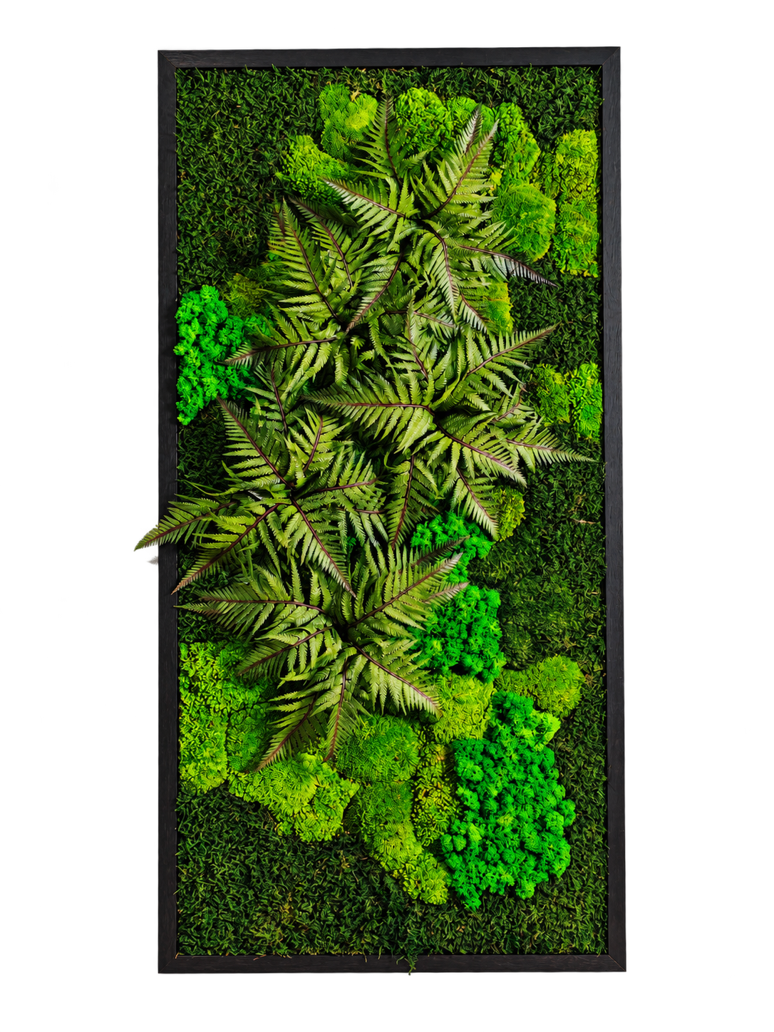 Vertical Fern Forest